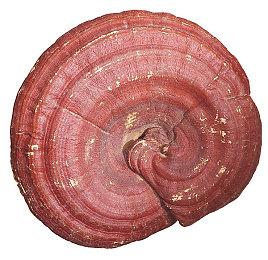 《魔法门之英雄无敌》系列30周年庆10月9日开启